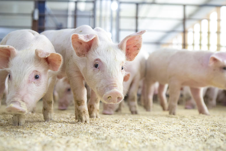 Chipper Farms piggery management system
